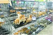 Vietnam police rescue over 400 cats in major crackdown on cat meat trade