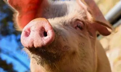 Bipartisan Opposition to Gestation Crates Shifts Animal Welfare Politics