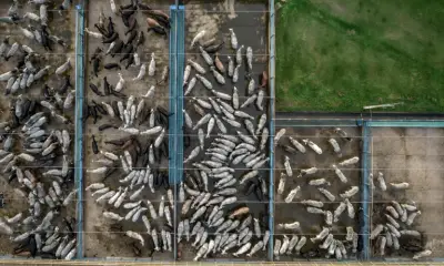 Leather Not an Innocent Byproduct of Meat Industry, Says Report