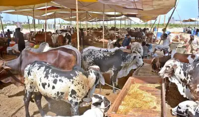 Pakistan Livestock Surges 89% in 18 Years: 7th Agriculture Census