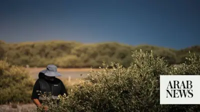 Saudi Mangrove Park Leads Coastal Conservation Efforts