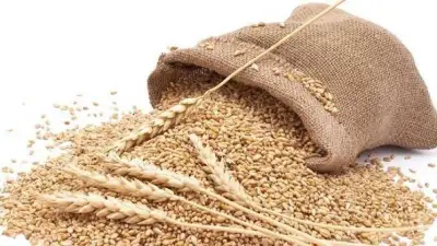 Sindh CM Orders Crackdown on Wheat Hoarding, Warns of Action