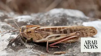 Ukraine Reports New Locust Outbreak in Southern Kherson Region