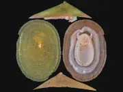 Deep-sea mining threatens 62% of vent molluscs with extinction: IUCN