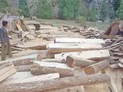 Massive Chestnut Deforestation Exposes Forest Protection Lapses in KP's Upper Dir