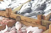 Pakistan's Seafood Exports Hit Record $568 Million in FY2025-26