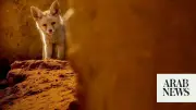 Red Fox Plays Vital Ecological Role in Saudi Arabia Reserve
