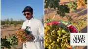 Saudi Farmer Radhi Al-Sharari Pioneers Pistachio Cultivation in Jouf