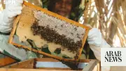 Saudi Reef Academy Empowers Rural Beekeepers with Modern Skills